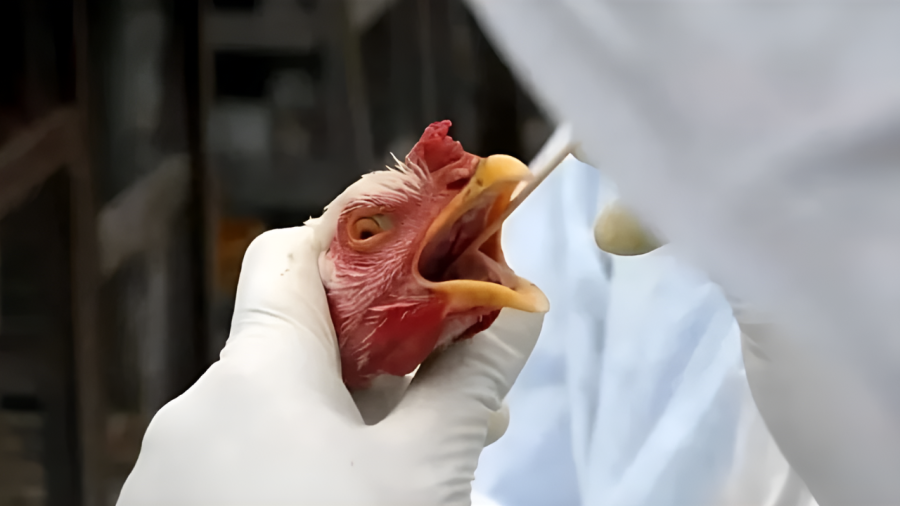 SANTA CATARINA INVESTIGA SUSPEITA DE GRIPE AVIÁRIA EM GRANJA COMERCIAL DE IPUMIRIM
